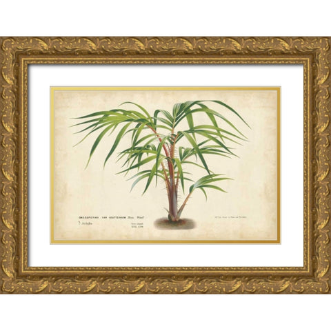 Palm of the Tropics VI Gold Ornate Wood Framed Art Print with Double Matting by Van Houtteano, Horto