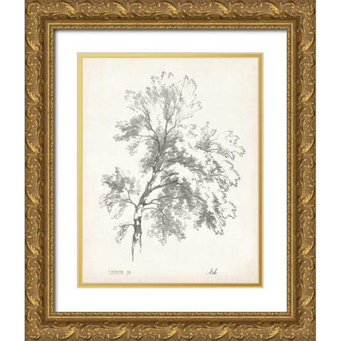 Ash Tree Study Gold Ornate Wood Framed Art Print with Double Matting by Unknown