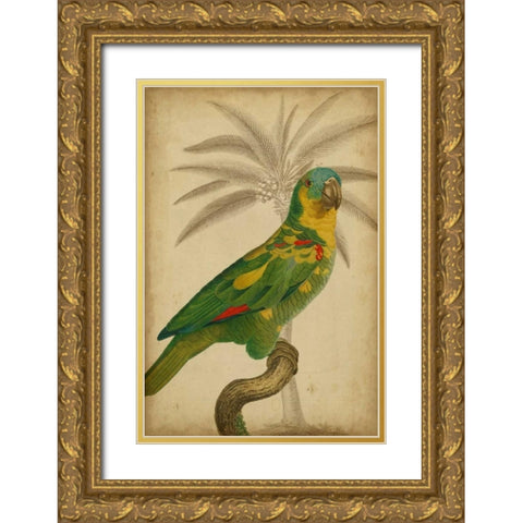 Parrot and Palm II Gold Ornate Wood Framed Art Print with Double Matting by Vision Studio
