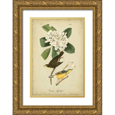 Audubon Canada Flycatcher Gold Ornate Wood Framed Art Print with Double Matting by Audubon, John James