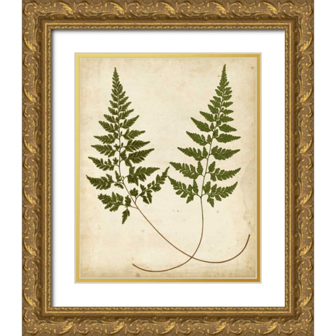 Fern Portfolio I Gold Ornate Wood Framed Art Print with Double Matting by Heath, Francis G.