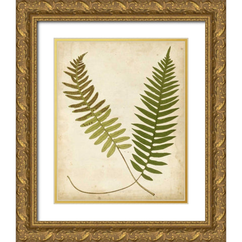 Fern Portfolio III Gold Ornate Wood Framed Art Print with Double Matting by Heath, Francis G.