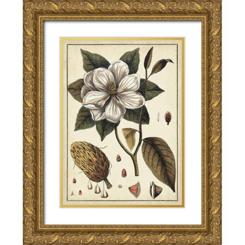Ivory Botanical Study I Gold Ornate Wood Framed Art Print with Double Matting by Vision Studio