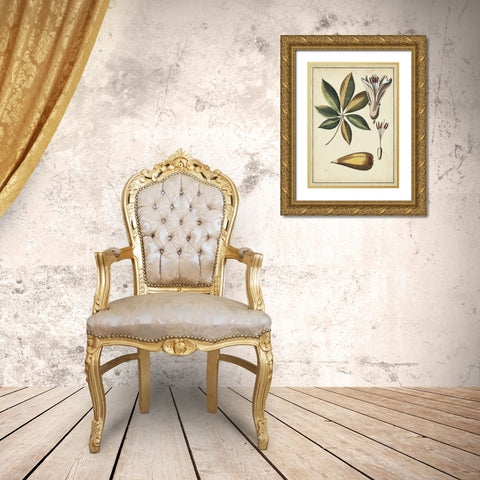 Ivory Botanical Study IV Gold Ornate Wood Framed Art Print with Double Matting by Vision Studio