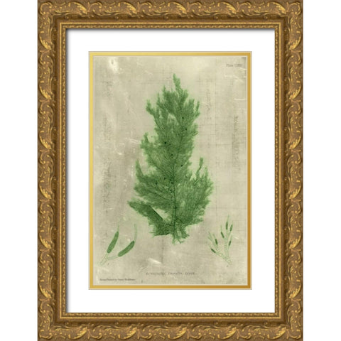 Emerald Seaweed I Gold Ornate Wood Framed Art Print with Double Matting by Unknown