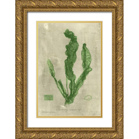 Emerald Seaweed IV Gold Ornate Wood Framed Art Print with Double Matting by Unknown