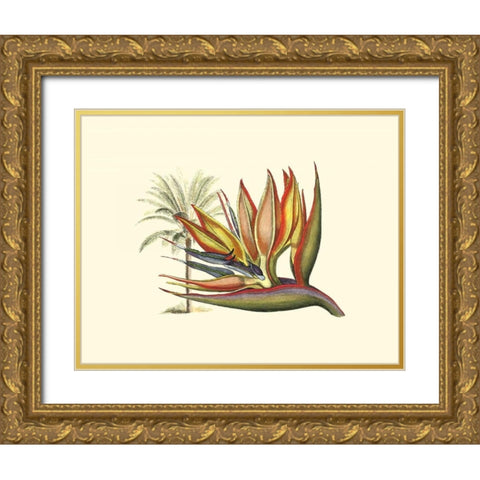 Bird of Paradise I Gold Ornate Wood Framed Art Print with Double Matting by Edwards, Sydenham
