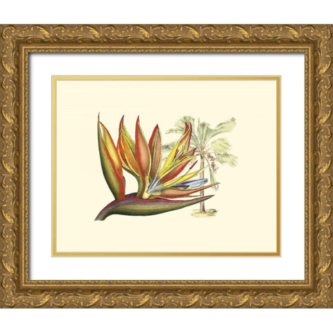 Bird of Paradise II Gold Ornate Wood Framed Art Print with Double Matting by Edwards, Sydenham