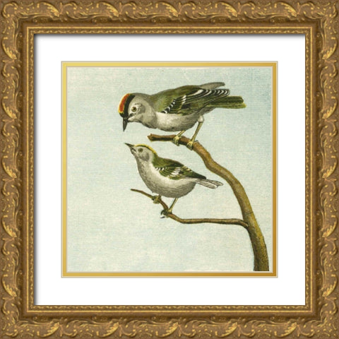Mini Vintage Birds II Gold Ornate Wood Framed Art Print with Double Matting by Unknown