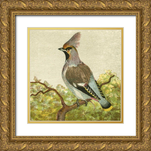 Mini Vintage Birds VIII Gold Ornate Wood Framed Art Print with Double Matting by Unknown