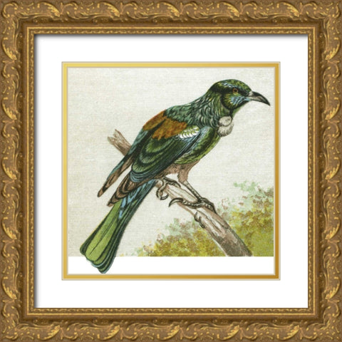 Mini Vintage Birds IX Gold Ornate Wood Framed Art Print with Double Matting by Unknown