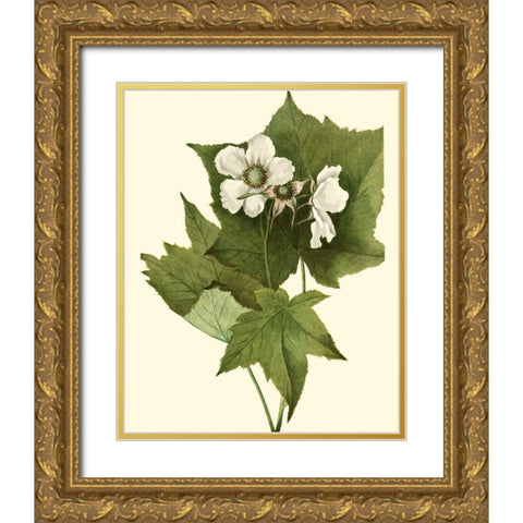 Delicate Foliage I Gold Ornate Wood Framed Art Print with Double Matting by Unknown