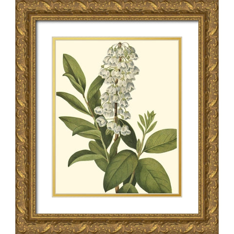 Delicate Foliage IV Gold Ornate Wood Framed Art Print with Double Matting by Unknown