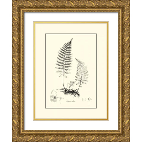 BandW Fern II Gold Ornate Wood Framed Art Print with Double Matting by Curtis