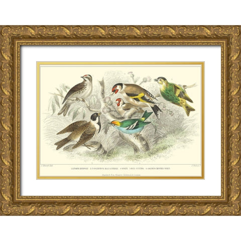 Goldfinch, Buntings and Wrens Gold Ornate Wood Framed Art Print with Double Matting by Stewart, J.