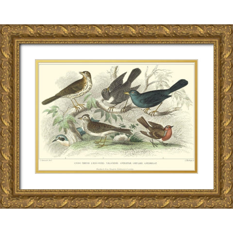 Skylark, Songthrush and Redbreast Gold Ornate Wood Framed Art Print with Double Matting by Stewart, J.