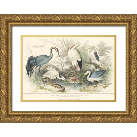 Herons, Egrets and Cranes Gold Ornate Wood Framed Art Print with Double Matting by Stewart, J.