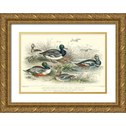 Duck Varieties Gold Ornate Wood Framed Art Print with Double Matting by Stewart, J.
