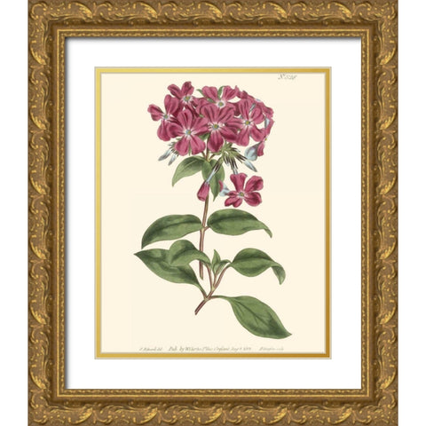 Mauve Beauty III Gold Ornate Wood Framed Art Print with Double Matting by Curtis