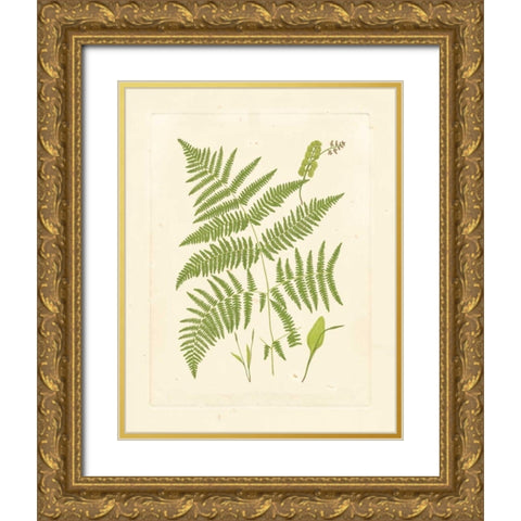 Ferns with Platemark I Gold Ornate Wood Framed Art Print with Double Matting by Vision Studio