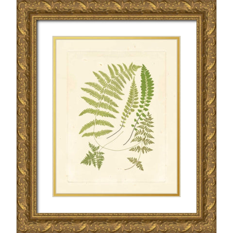 Ferns with Platemark II Gold Ornate Wood Framed Art Print with Double Matting by Vision Studio