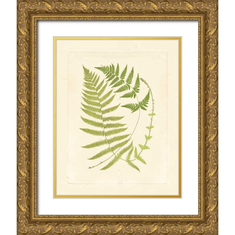 Ferns with Platemark V Gold Ornate Wood Framed Art Print with Double Matting by Vision Studio