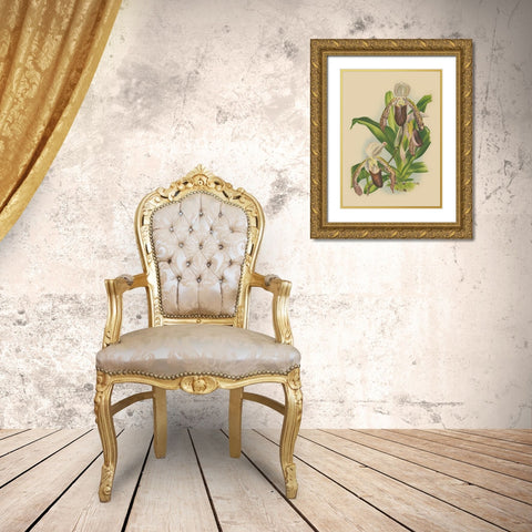 Lindenia Orchids II Gold Ornate Wood Framed Art Print with Double Matting by Unknown