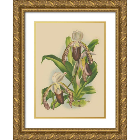 Lindenia Orchids II Gold Ornate Wood Framed Art Print with Double Matting by Unknown