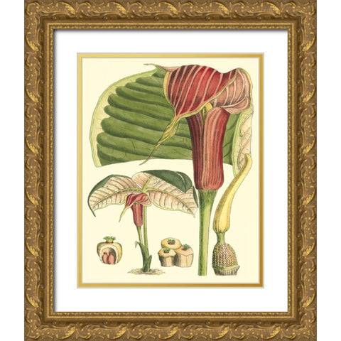Botanical Fantasy II Gold Ornate Wood Framed Art Print with Double Matting by Unknown