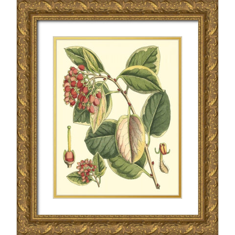 Botanical Fantasy IV Gold Ornate Wood Framed Art Print with Double Matting by Unknown
