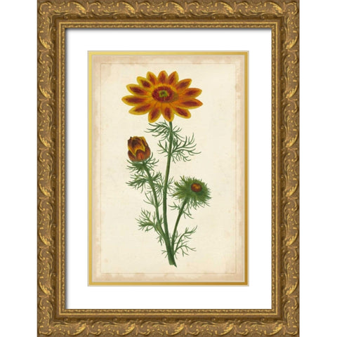 Vibrant Curtis Botanicals I Gold Ornate Wood Framed Art Print with Double Matting by Unknown