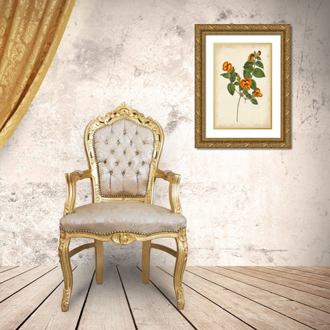 Vibrant Curtis Botanicals II Gold Ornate Wood Framed Art Print with Double Matting by Unknown