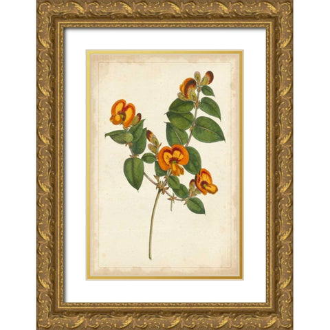 Vibrant Curtis Botanicals II Gold Ornate Wood Framed Art Print with Double Matting by Unknown