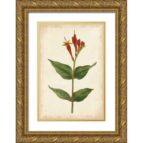 Vibrant Curtis Botanicals III Gold Ornate Wood Framed Art Print with Double Matting by Unknown