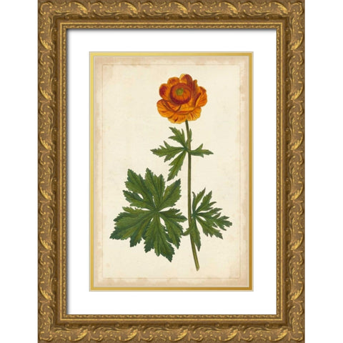 Vibrant Curtis Botanicals V Gold Ornate Wood Framed Art Print with Double Matting by Unknown