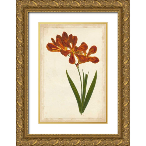 Vibrant Curtis Botanicals VI Gold Ornate Wood Framed Art Print with Double Matting by Unknown