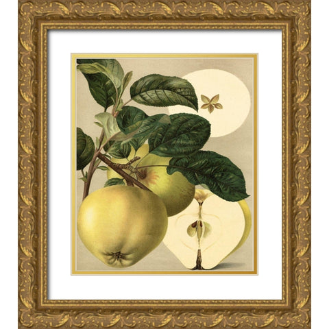 Apple Harvest I Gold Ornate Wood Framed Art Print with Double Matting by Unknown