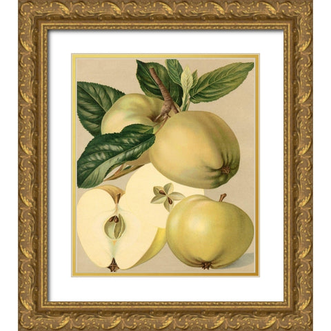 Apple Harvest II Gold Ornate Wood Framed Art Print with Double Matting by Unknown
