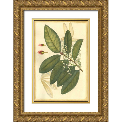 Floral Fantasia IV Gold Ornate Wood Framed Art Print with Double Matting by Unknown