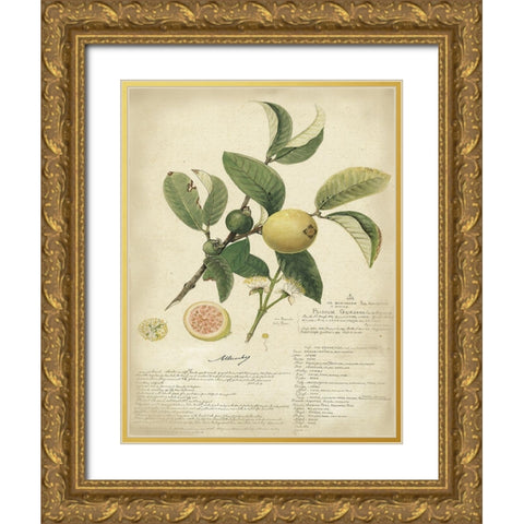 Descube Botanical I Gold Ornate Wood Framed Art Print with Double Matting by Descubes, A.