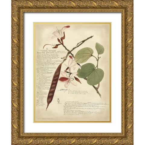 Descube Botanical III Gold Ornate Wood Framed Art Print with Double Matting by Descubes, A.