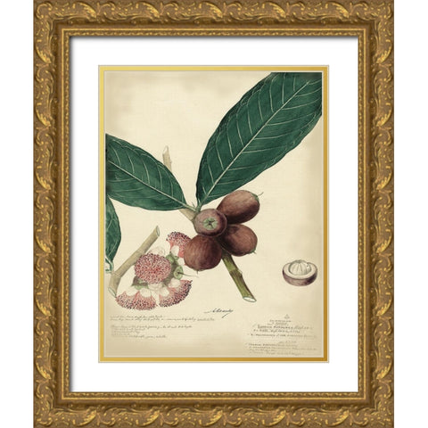 Descube Botanical IV Gold Ornate Wood Framed Art Print with Double Matting by Descubes, A.