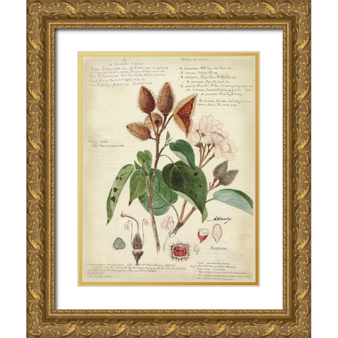 Descube Botanical V Gold Ornate Wood Framed Art Print with Double Matting by Descubes, A.