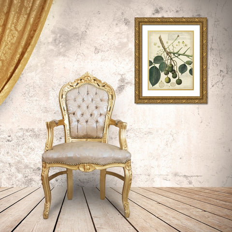 Descube Botanical VI Gold Ornate Wood Framed Art Print with Double Matting by Descubes, A.