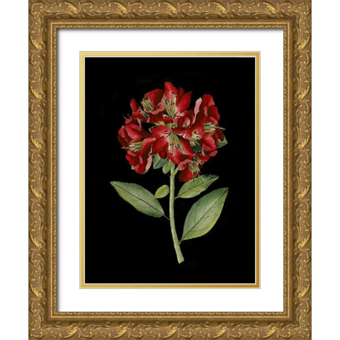 Crimson Flowers on Black I Gold Ornate Wood Framed Art Print with Double Matting by Unknown