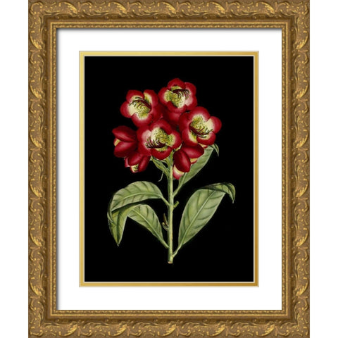 Crimson Flowers on Black III Gold Ornate Wood Framed Art Print with Double Matting by Unknown