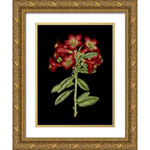 Crimson Flowers on Black IV Gold Ornate Wood Framed Art Print with Double Matting by Unknown