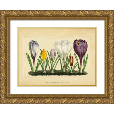 Crocus I Gold Ornate Wood Framed Art Print with Double Matting by Vision Studio