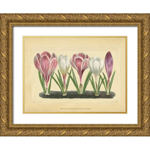 Crocus II Gold Ornate Wood Framed Art Print with Double Matting by Vision Studio