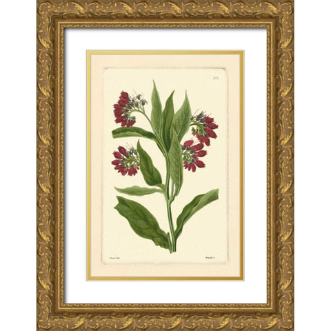 Red Curtis Botanical I Gold Ornate Wood Framed Art Print with Double Matting by Vision Studio